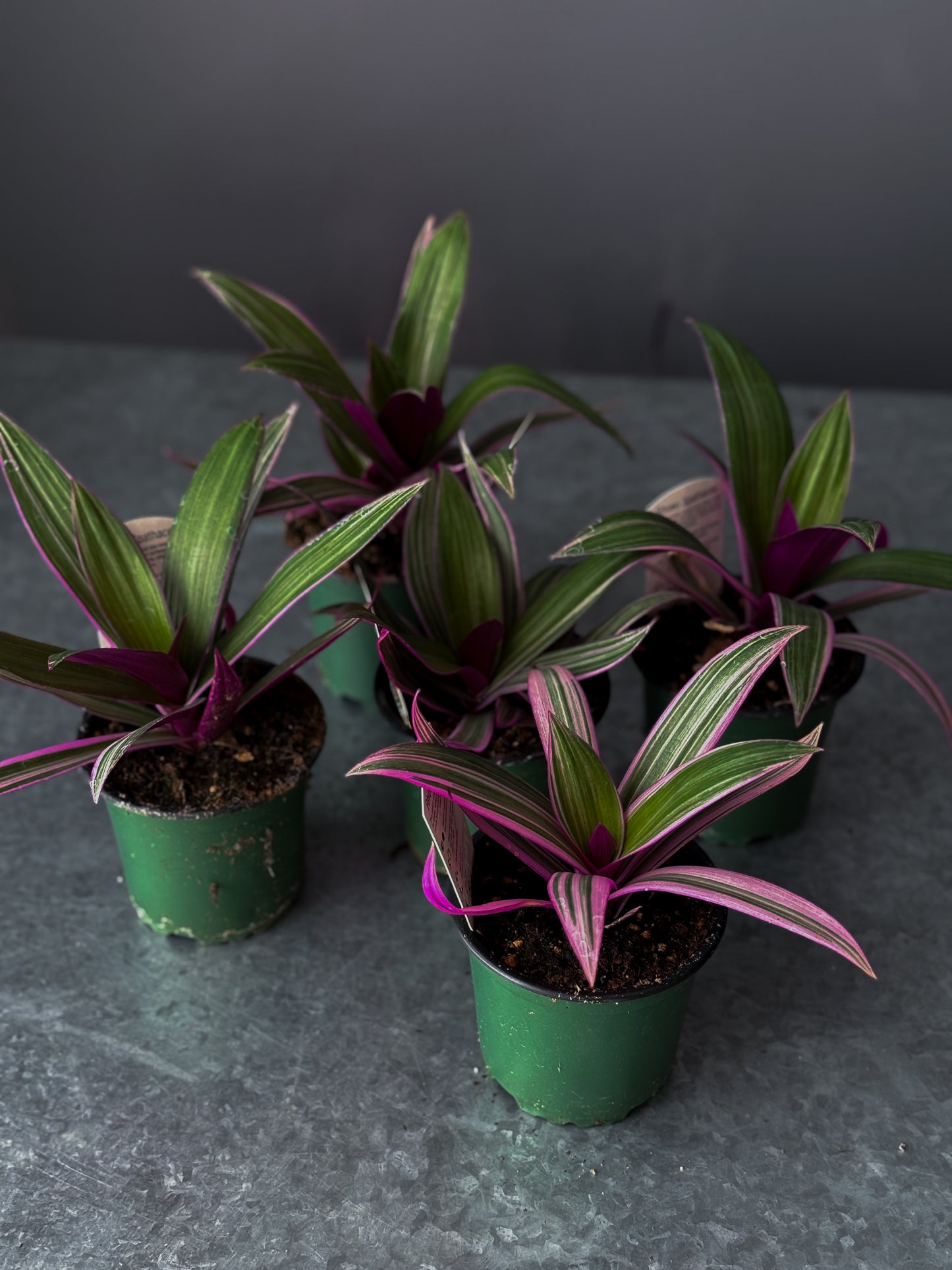 Tradescantia ‘Tricolor’ – 4” Pot