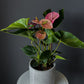 Anthurium – 6" Pot