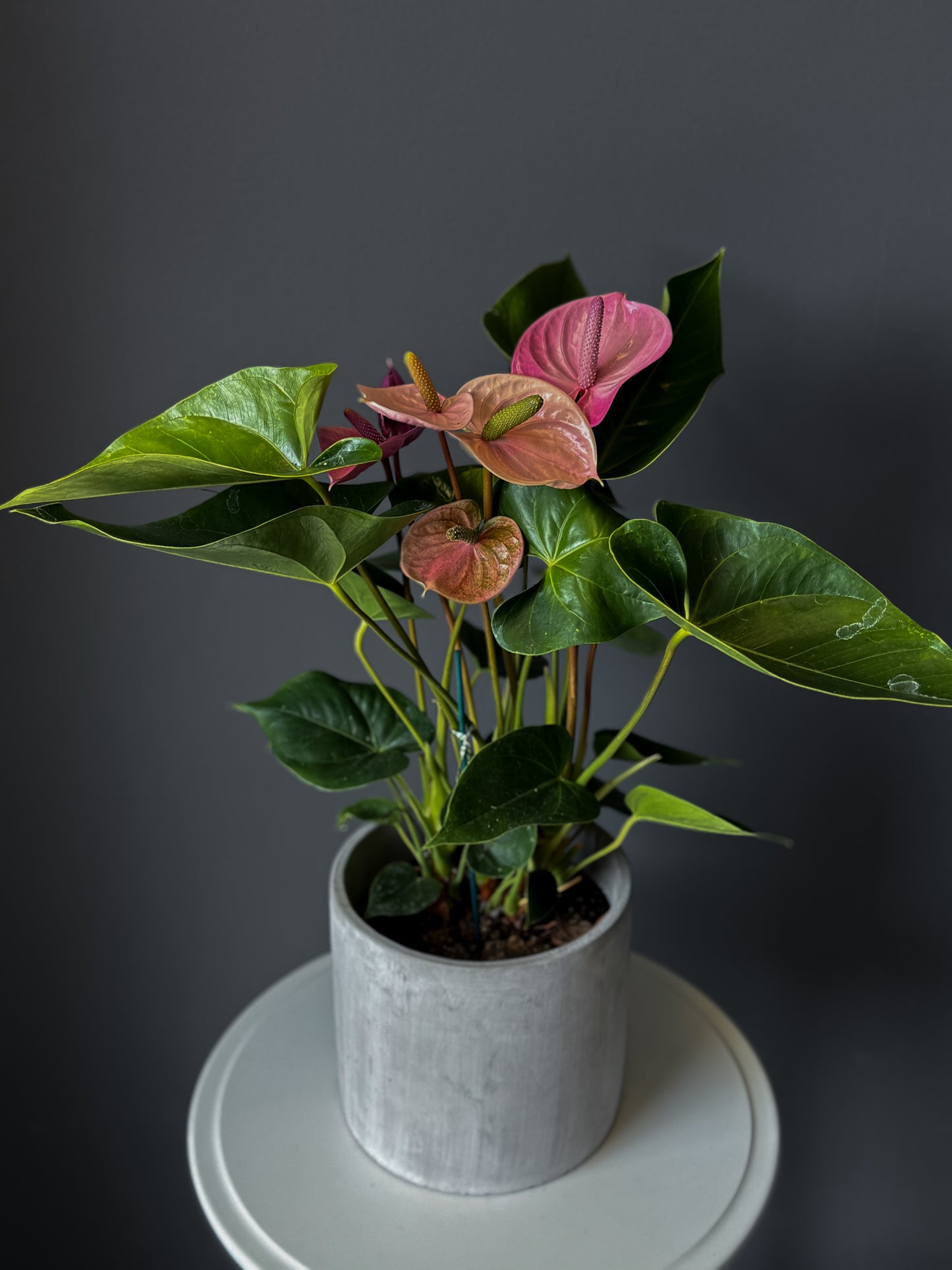 Anthurium – 6" Pot