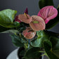 Anthurium – 6" Pot