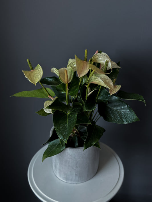 Anthurium – 6" Pot