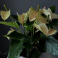 Anthurium – 6" Pot