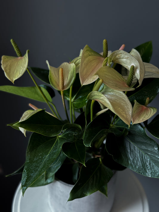 Anthurium – 6" Pot