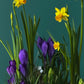 #2 Blooming Spring Garden – Bulb & Moss Bowl (Crocus + Muscar)