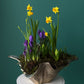 #5 Spring Bloom Garden – Premium Living Arrangement (Narciss+Crocus+Hyacinth+Muscar)