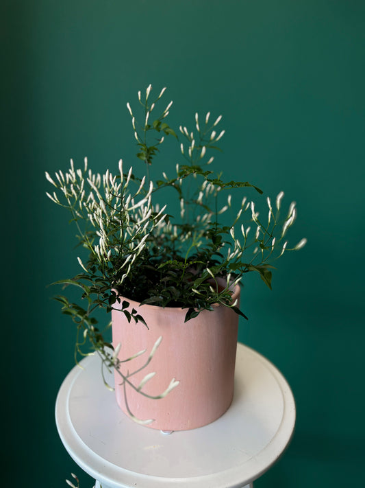 Jasmine Bloom – Fragrant Living Plant 6"