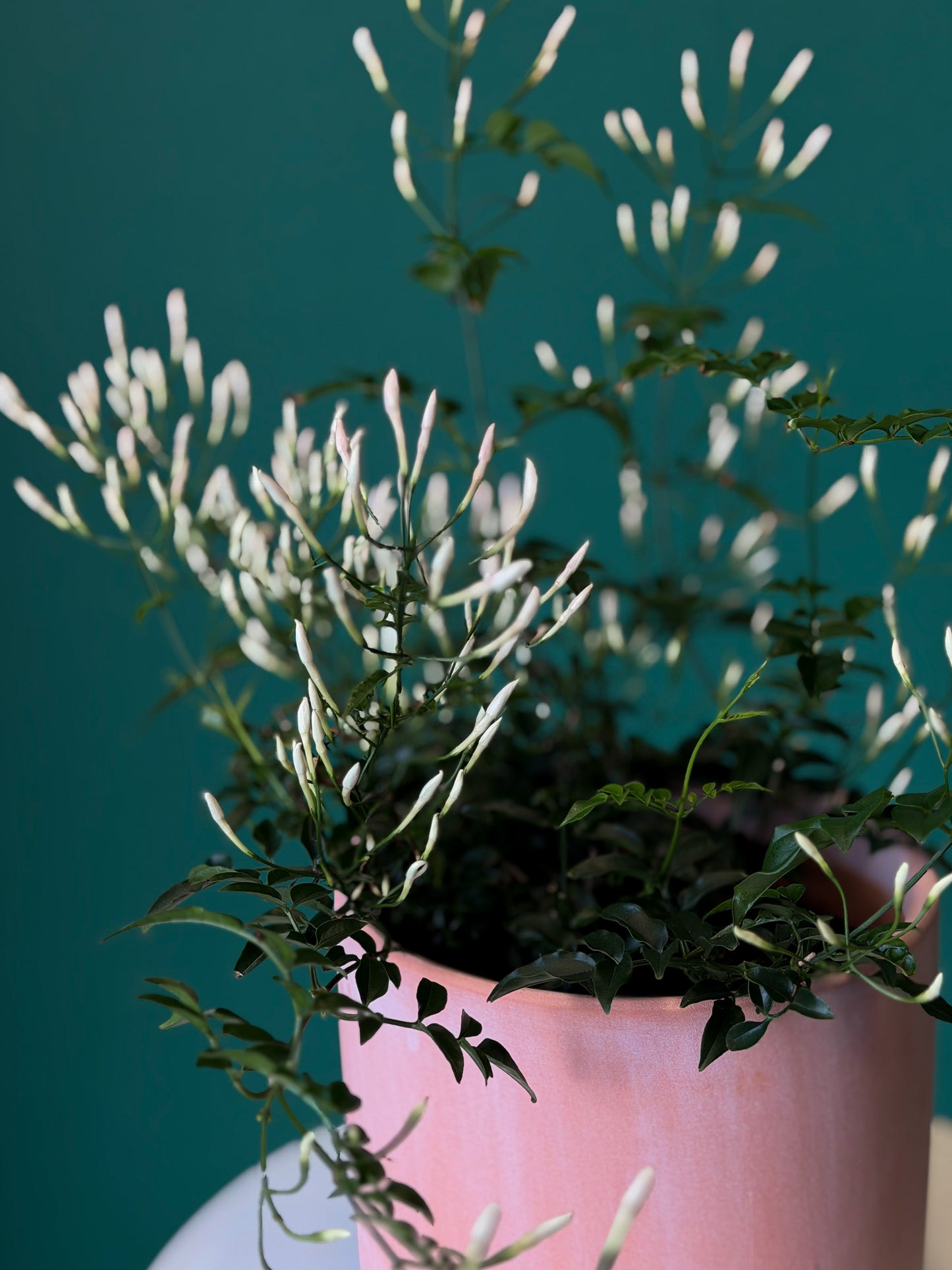 Jasmine Bloom – Fragrant Living Plant 6"