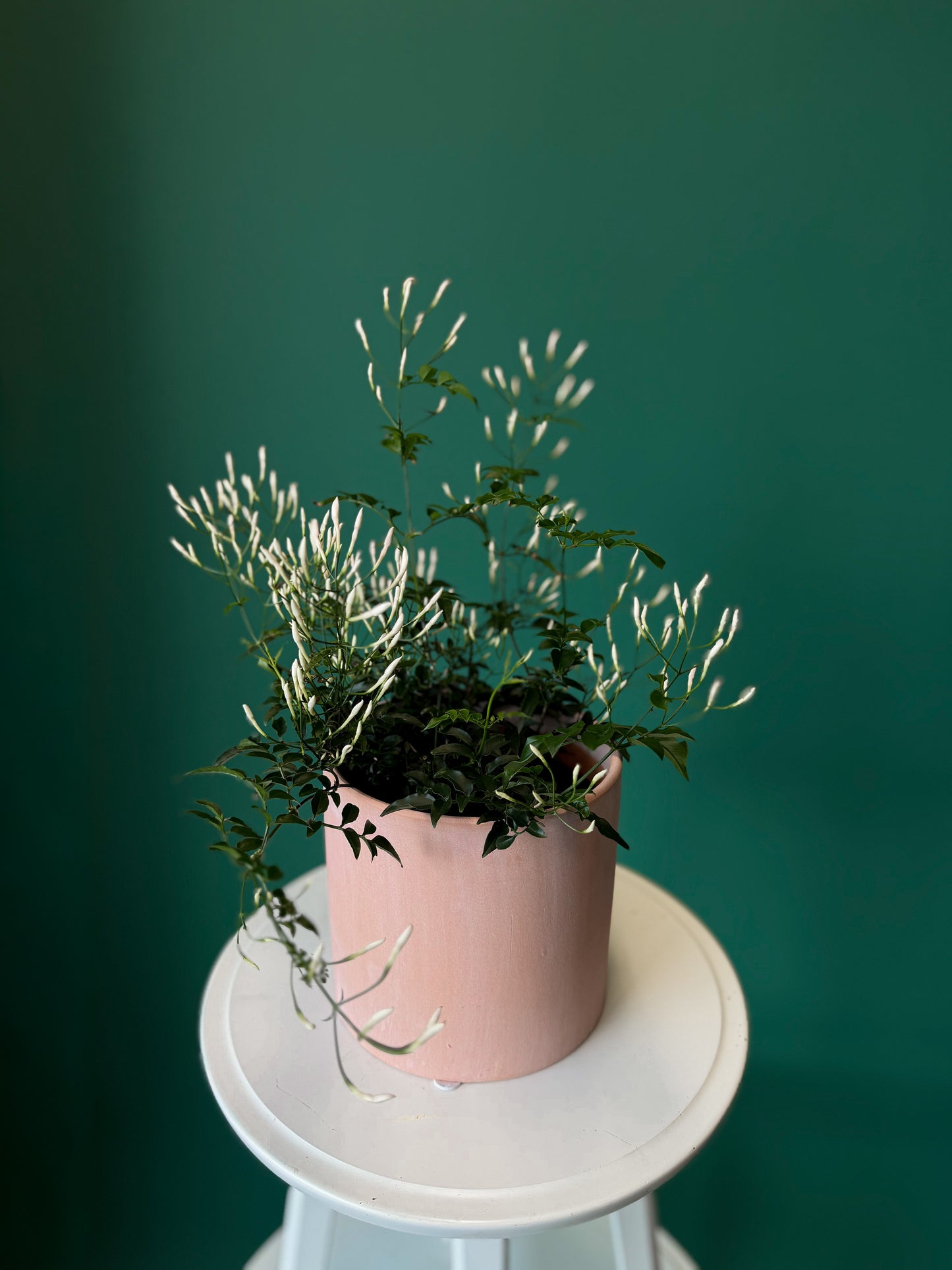 Jasmine Bloom – Fragrant Living Plant 6"