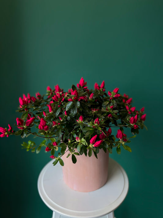 Blooming Azalea Plant – Pink Garden Edition 6"