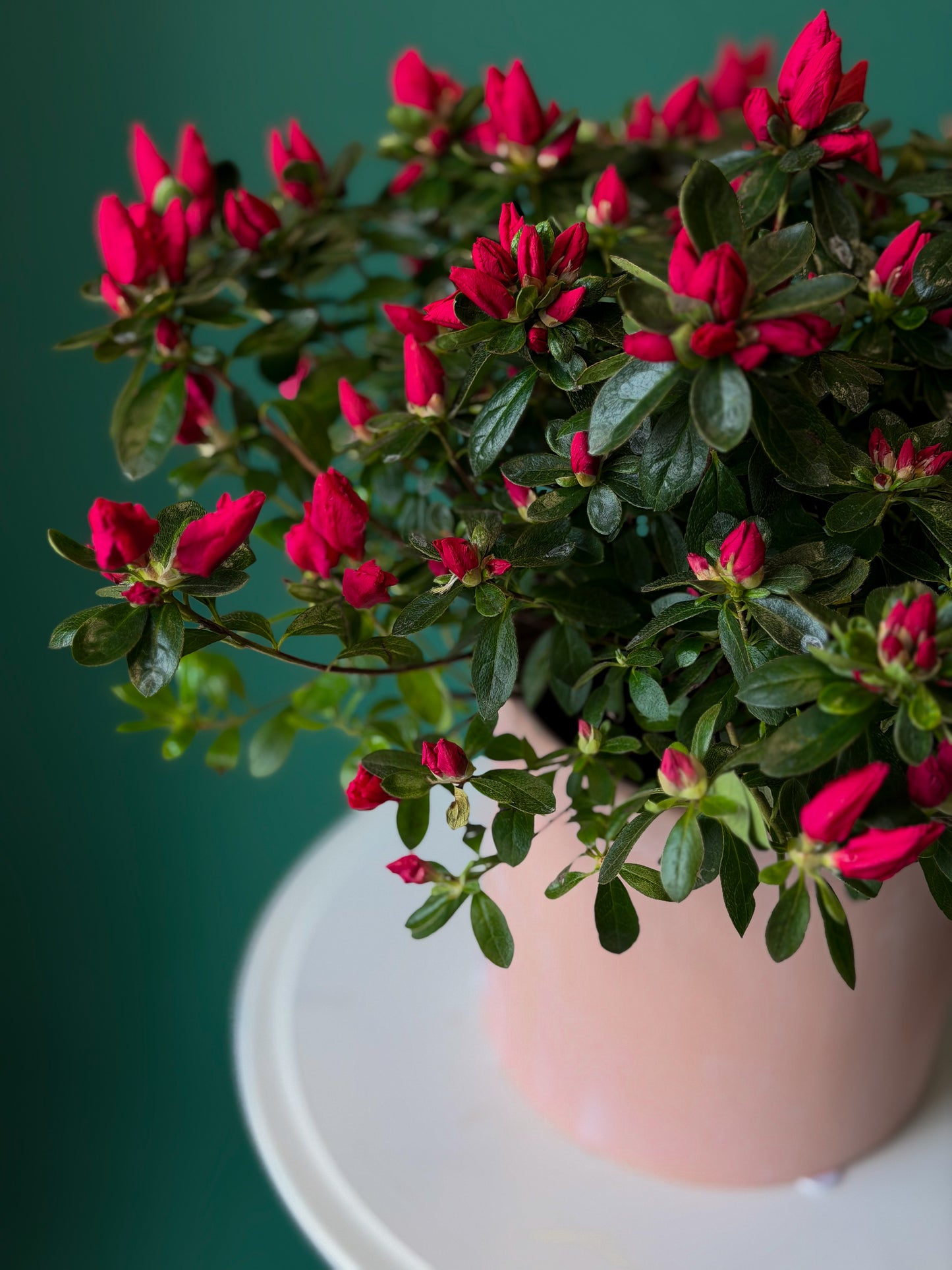 Blooming Azalea Plant – Pink Garden Edition 6"