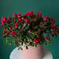 Blooming Azalea Plant – Pink Garden Edition 6"