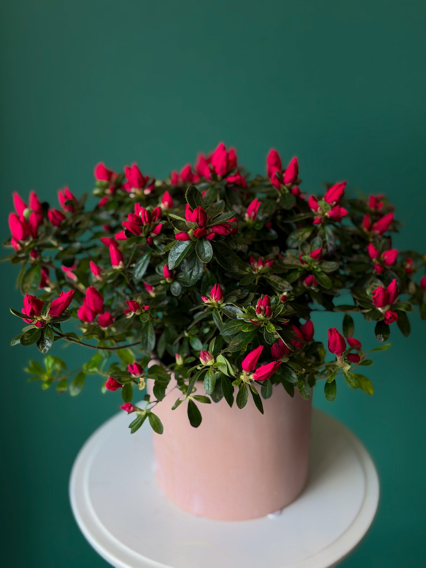 Blooming Azalea Plant – Pink Garden Edition 6"