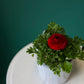Mini Ranunculus Plant – Pink/Red/White Bloom
