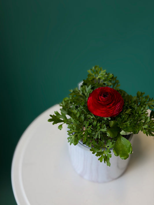 Mini Ranunculus Plant – Pink/Red/White Bloom