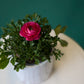 Mini Ranunculus Plant – Pink/Red/White Bloom