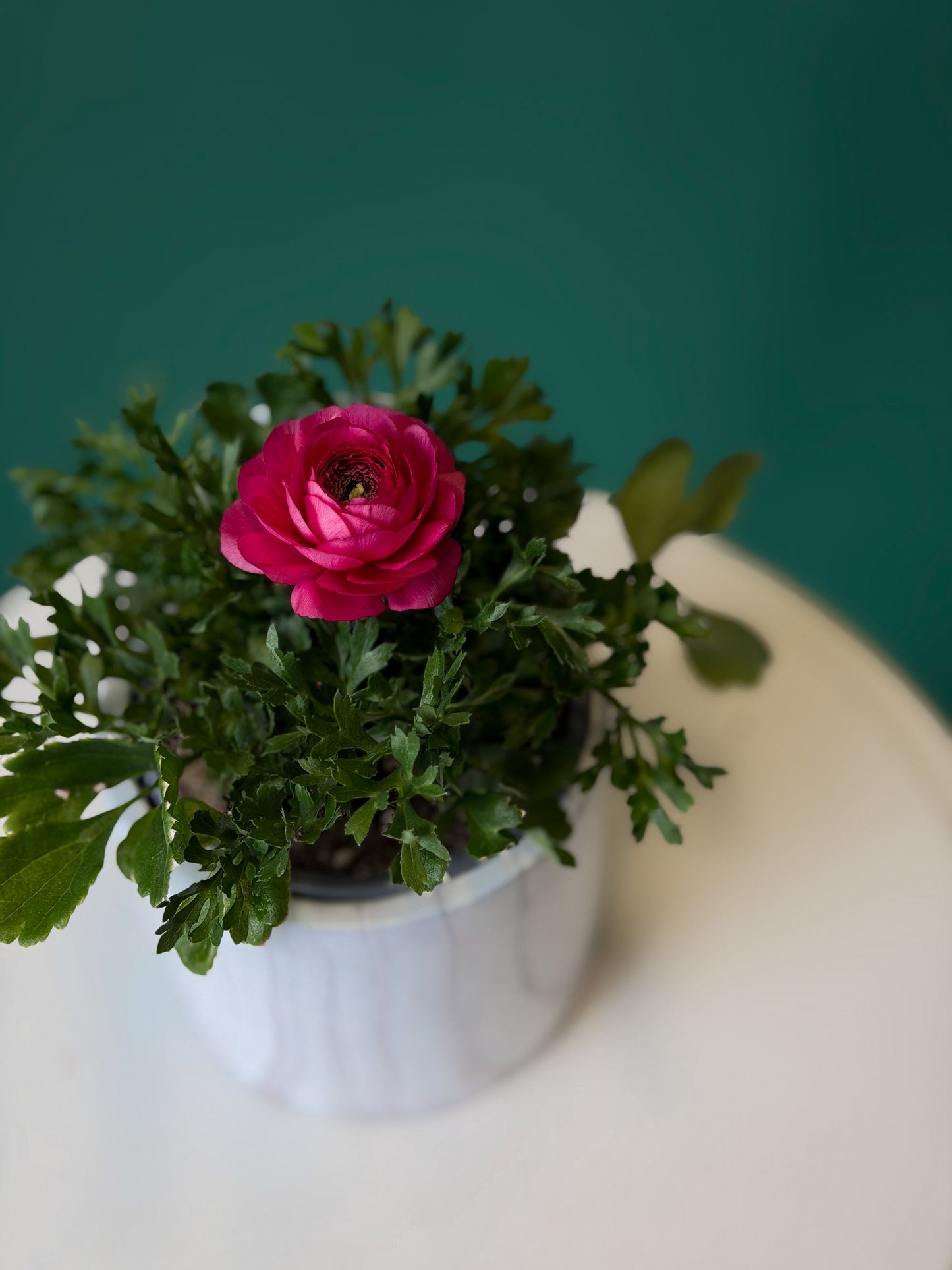 Mini Ranunculus Plant – Pink/Red/White Bloom