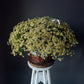 Matricaria Basket – 70 Stems