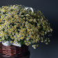 Matricaria Basket – 70 Stems