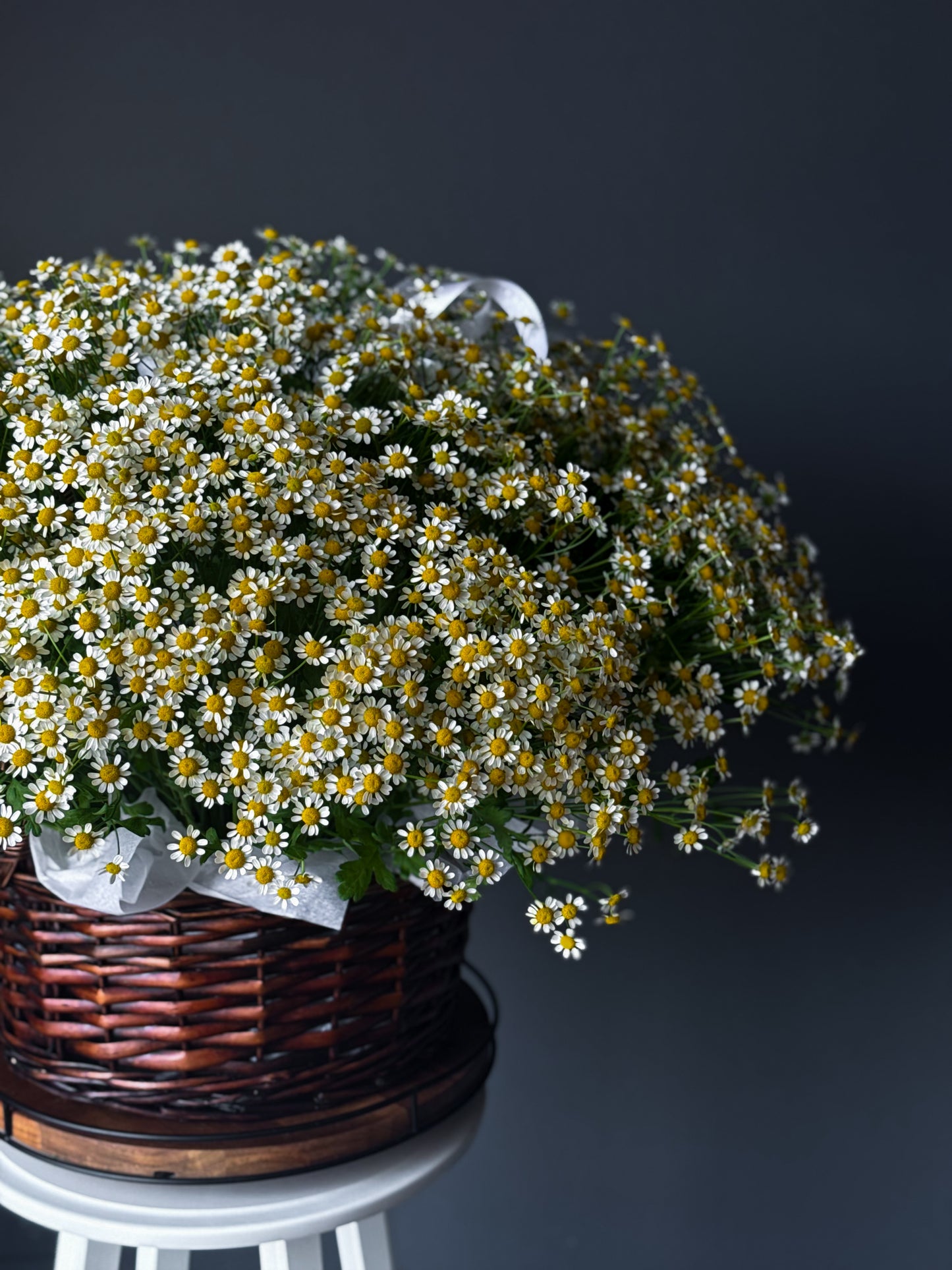 Matricaria Basket – 70 Stems