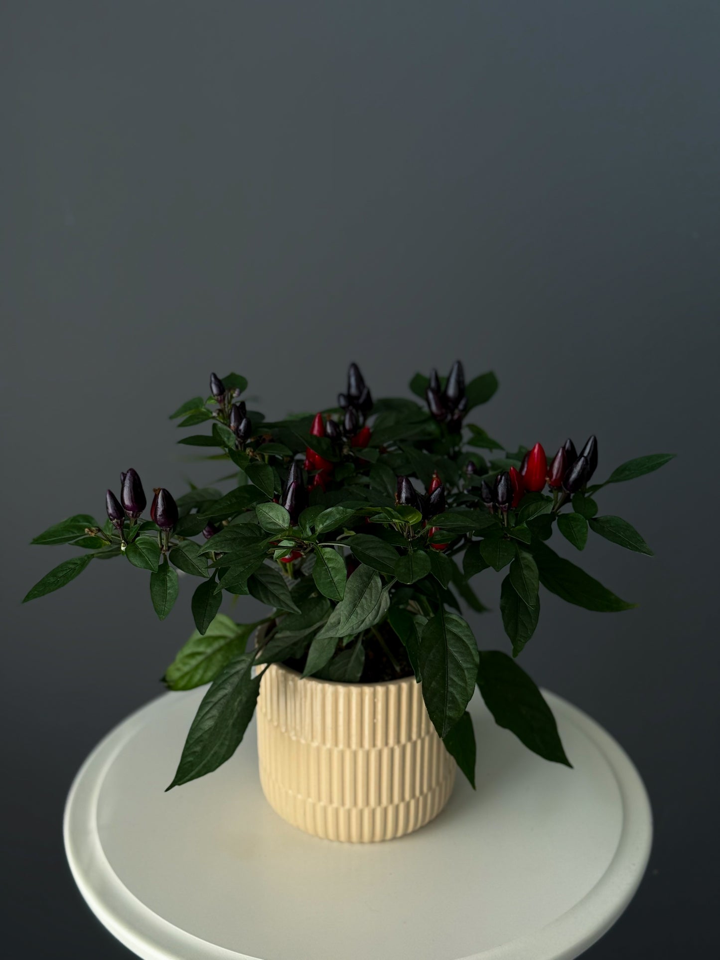 Ornamental Pepper Plant – 4" Pot