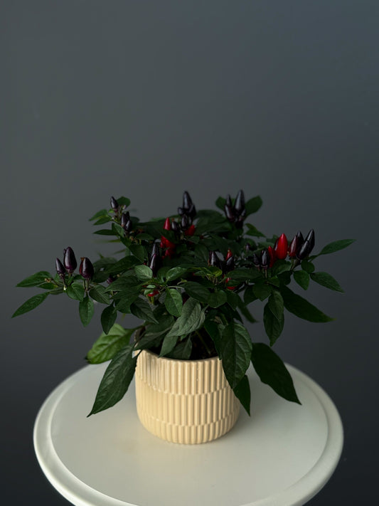 Ornamental Pepper Plant – 4" Pot
