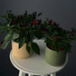 Ornamental Pepper Plant – 4" Pot