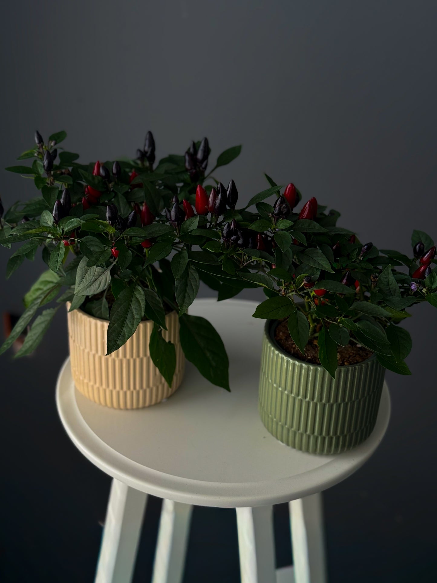 Ornamental Pepper Plant – 4" Pot