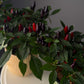 Ornamental Pepper Plant – 4" Pot