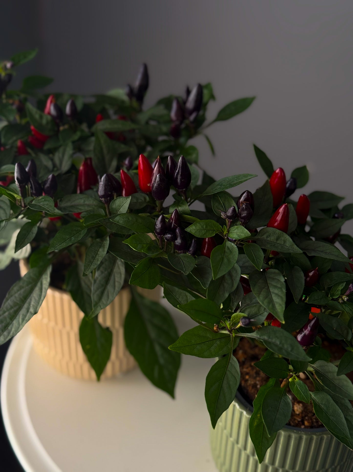 Ornamental Pepper Plant – 4" Pot