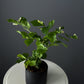 Jasmine – 4" Pot