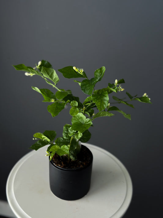 Jasmine – 4" Pot