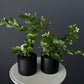 Jasmine – 4" Pot