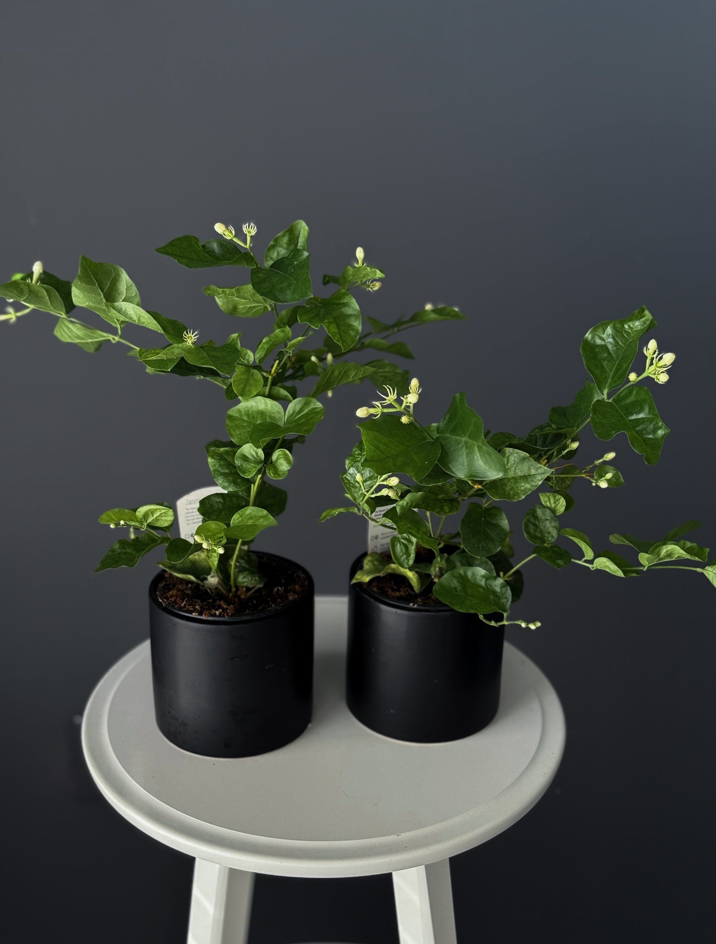 Jasmine – 4" Pot