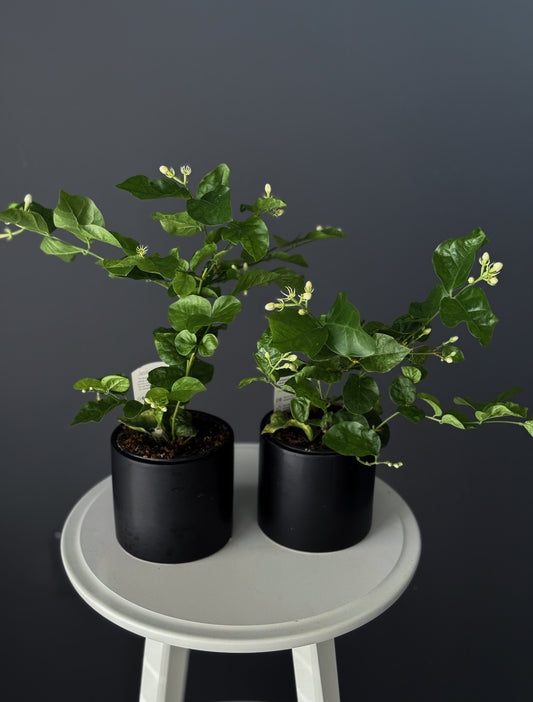 Jasmine – 4" Pot